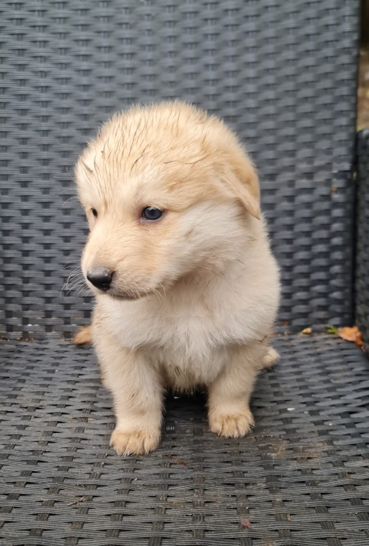 Chiot 1