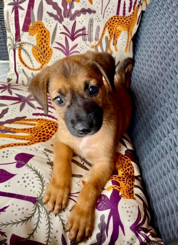 Livia, femelle, croisée berger, née le 20/02/2025 🐶