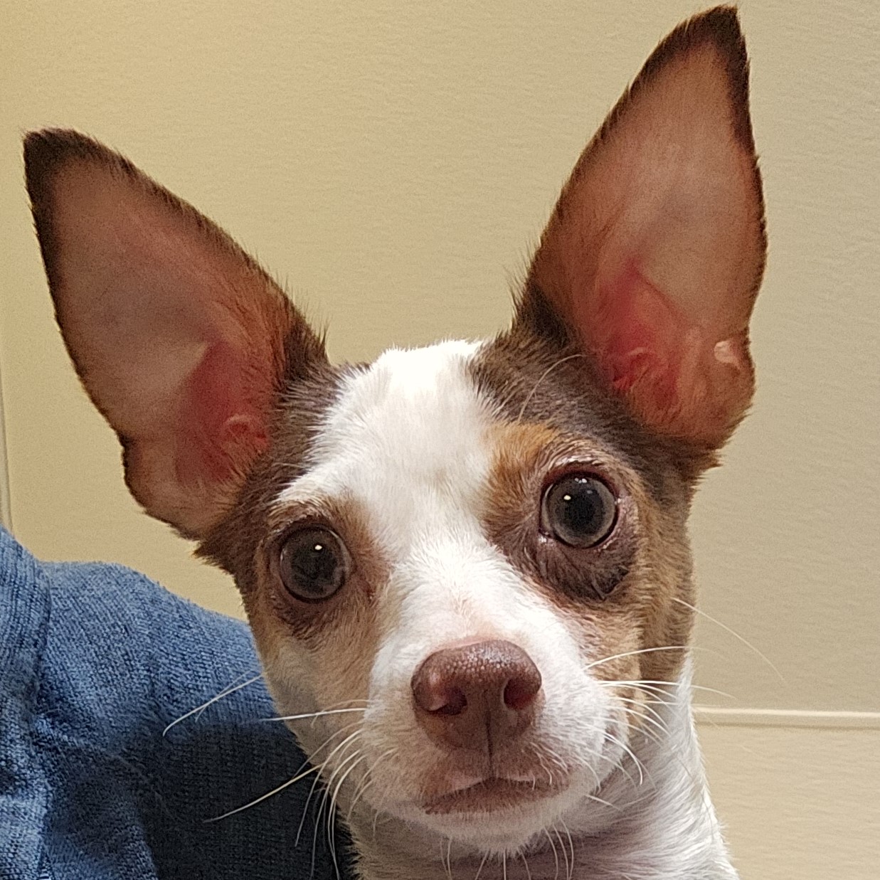 Taco Belle