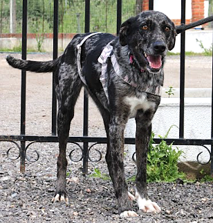 GELA, croisée Labrador à la robe atypique et d'une grande gentillesse