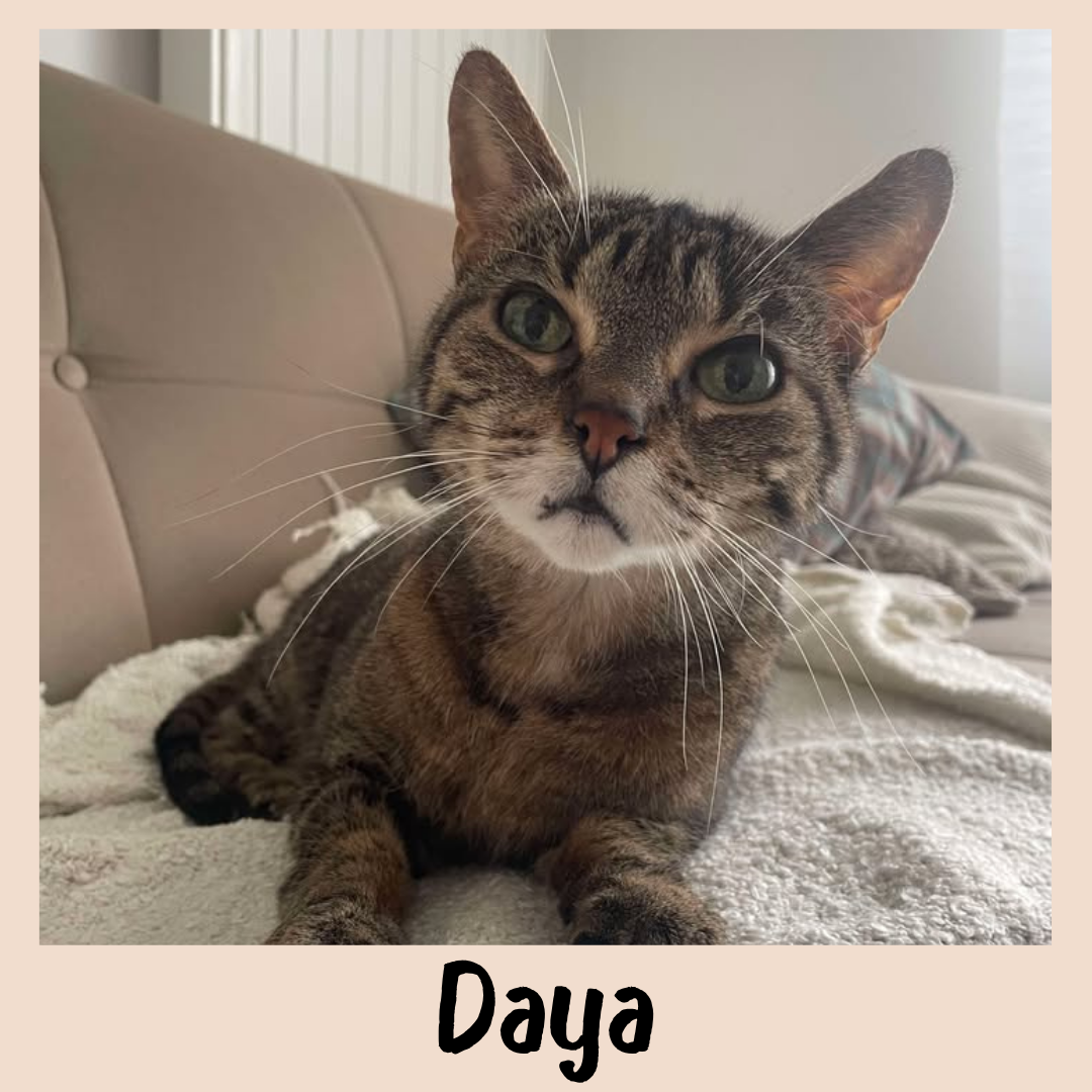 Daya