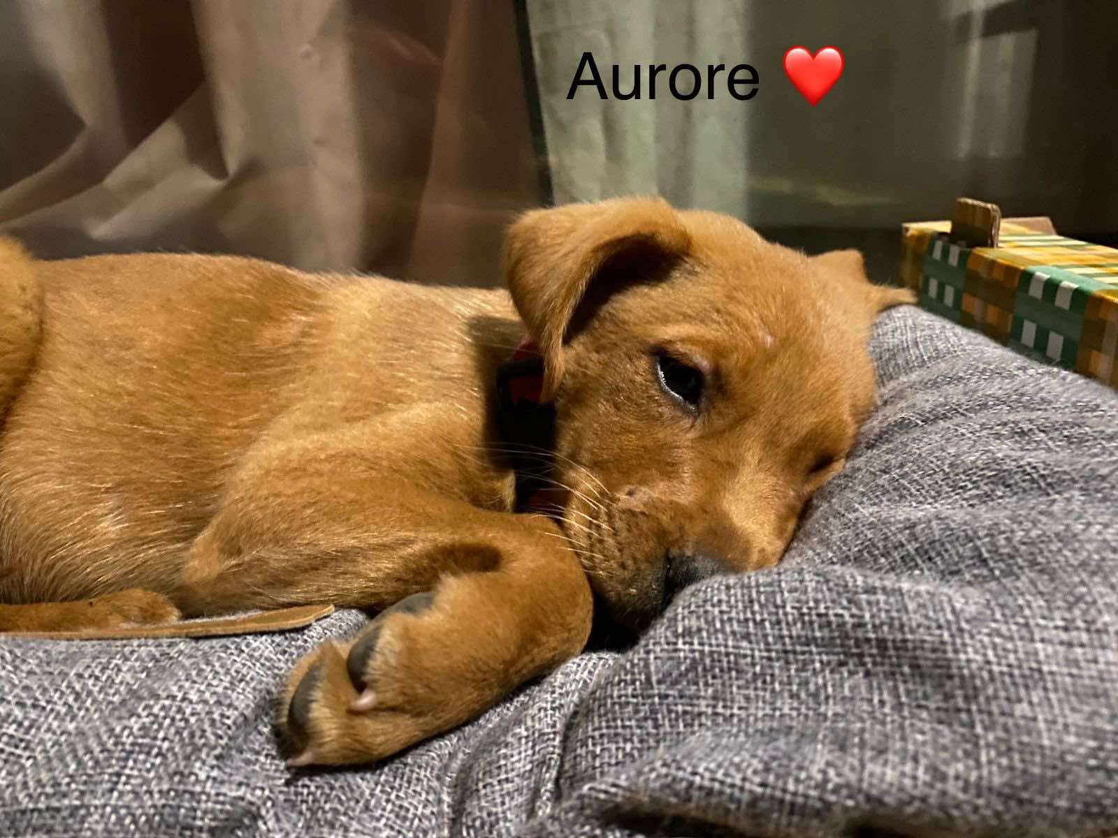 AURORE