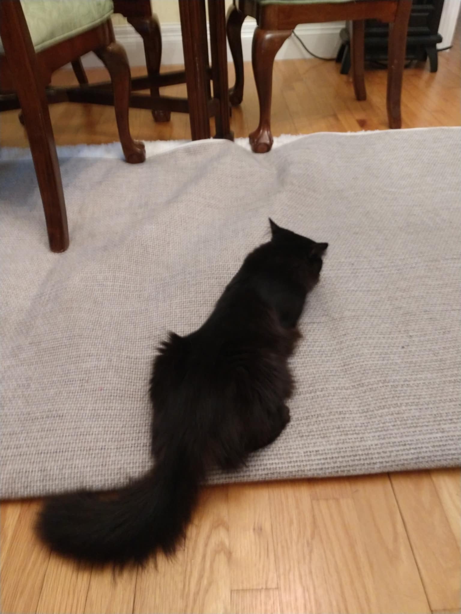 Sheba