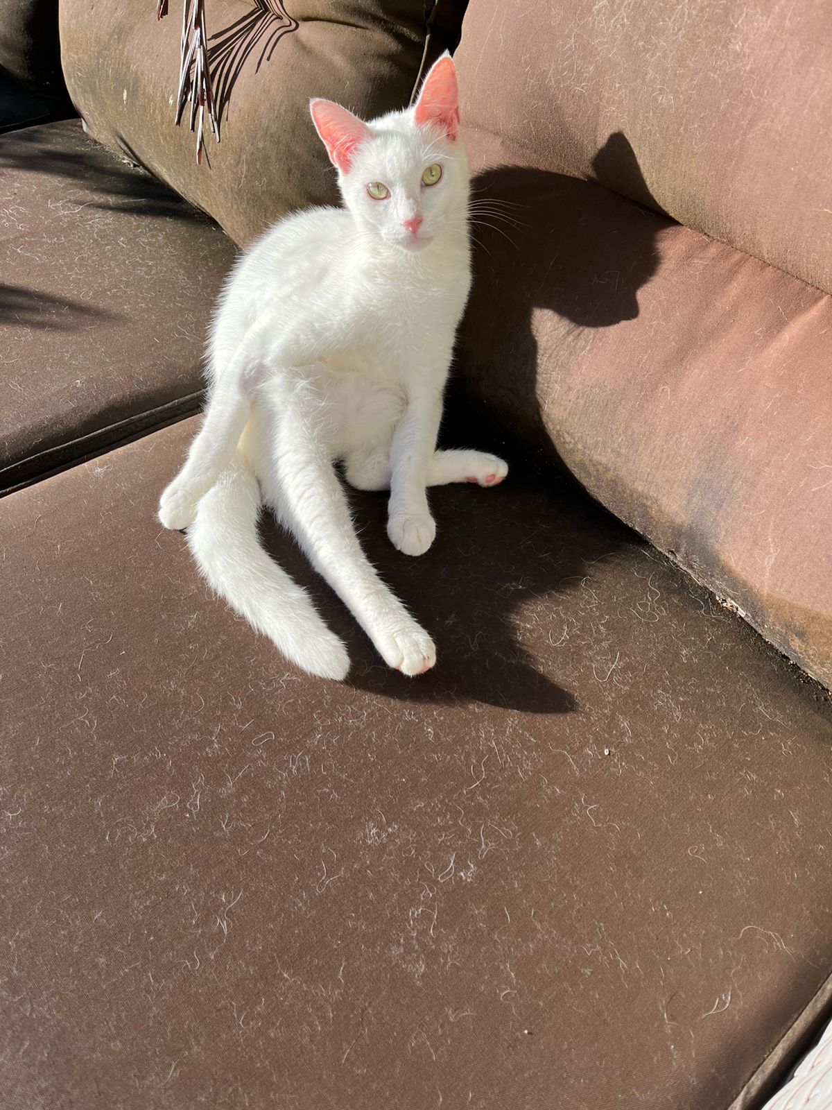 TOM