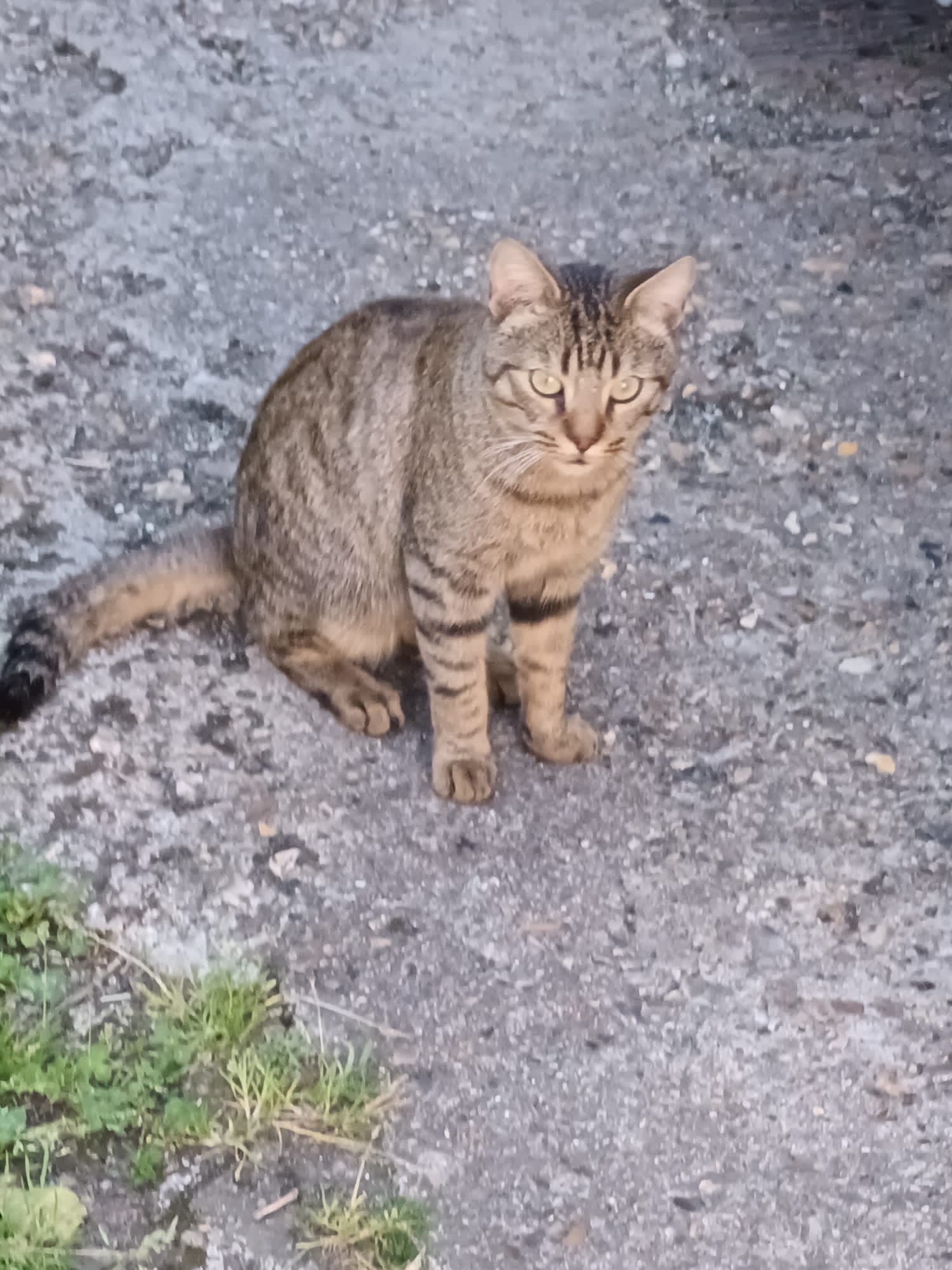 Cosmo chat mâle très câlin