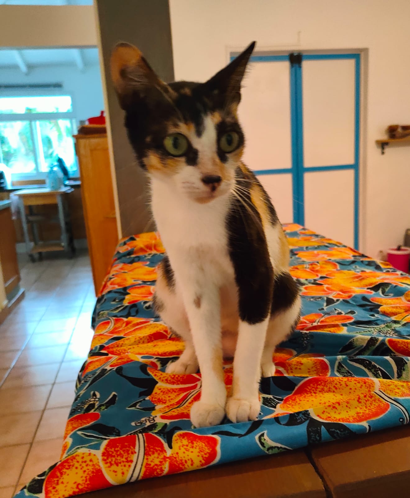 LOUNA
